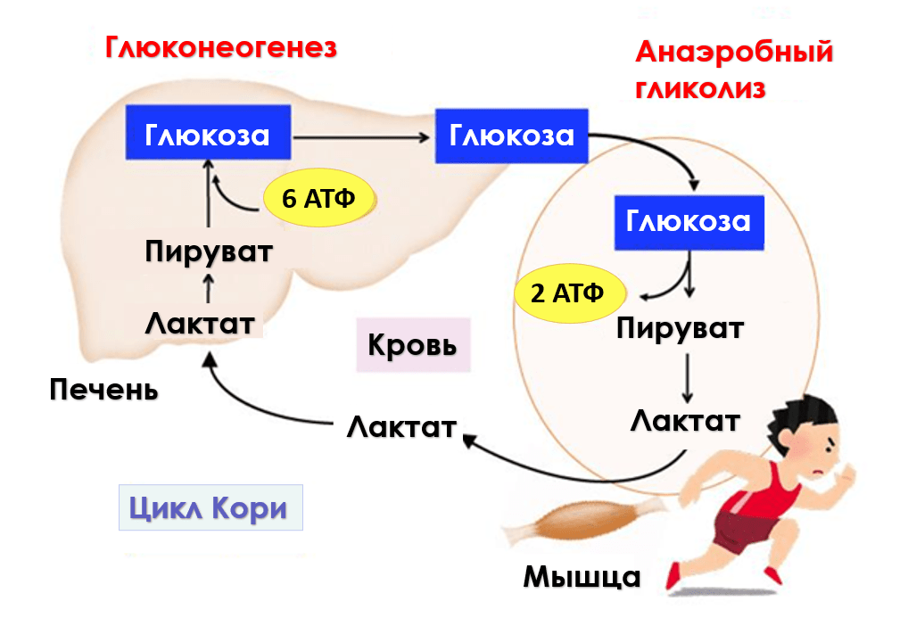 3472-03.cikl-Kori.png