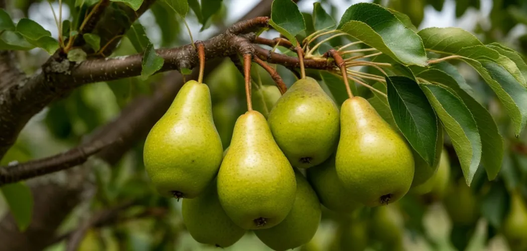 Груша: посадка, уход и секреты сладкого урожая