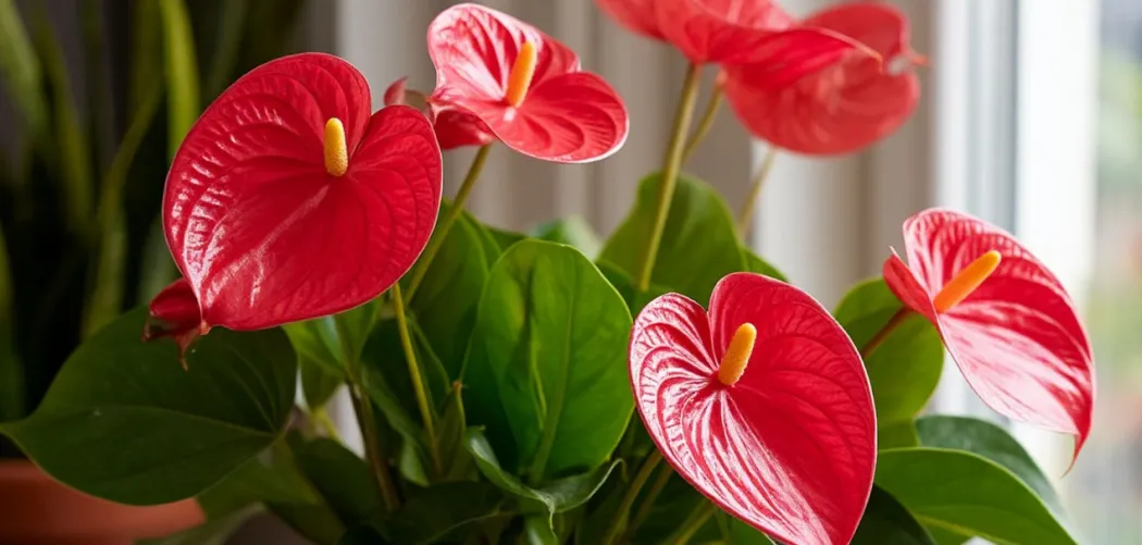 Антуриум: уход за «мужским счастьем» в домашних условиях 🌺🔥