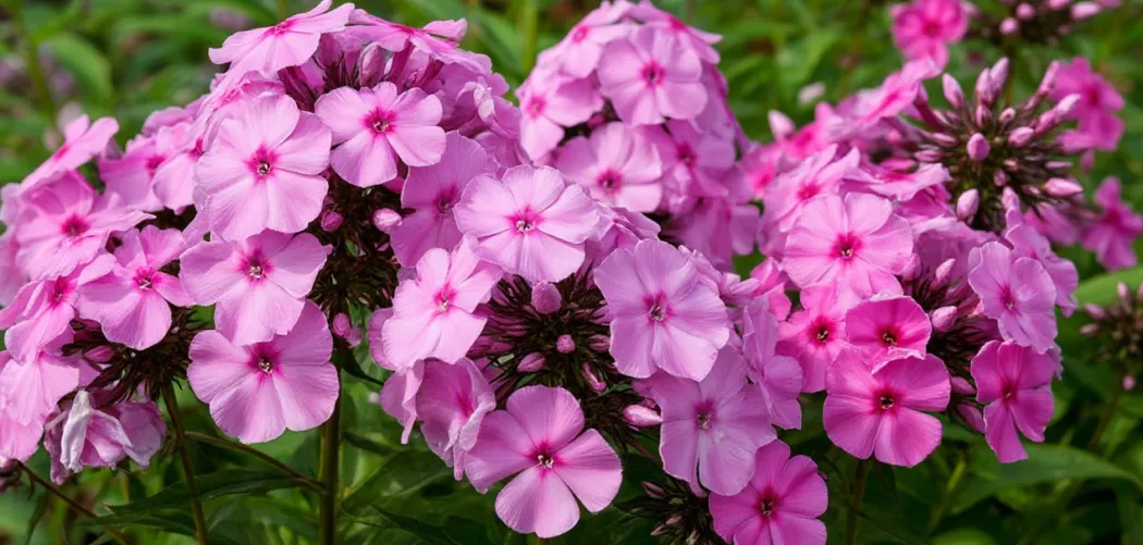 Флоксы: посадка, уход и секреты пышного цветения 🌸🌿