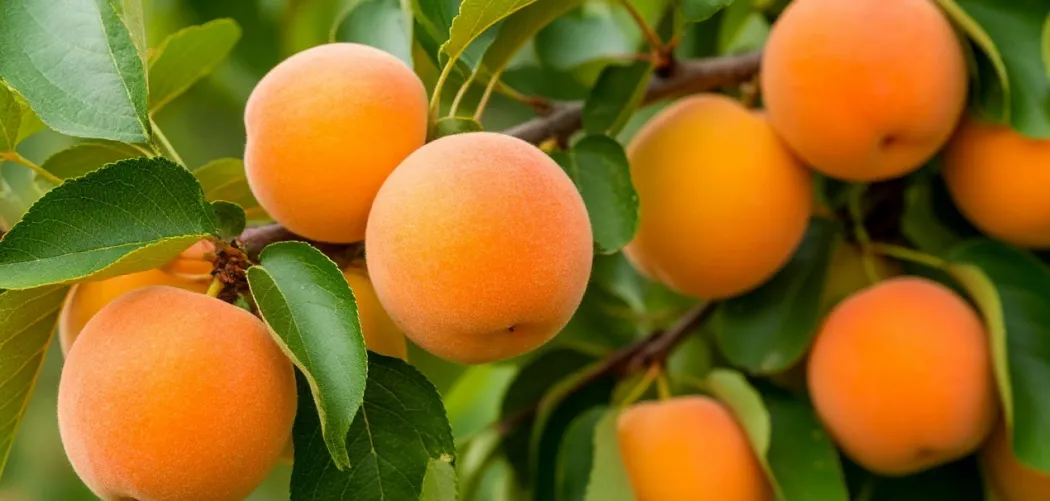 Абрикос: посадка, уход и секреты сладкого урожая 🌳🍑