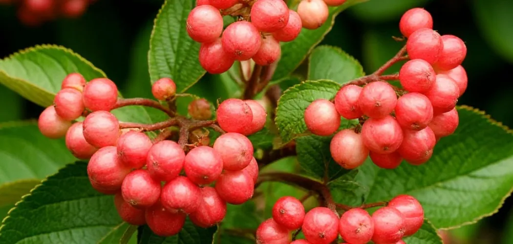 Калина: посадка, уход и полезные свойства 🌿🍒