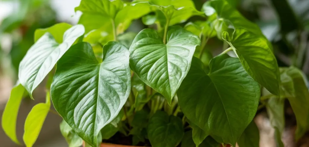 Сингониум: уход за изящной лианой в домашних условиях