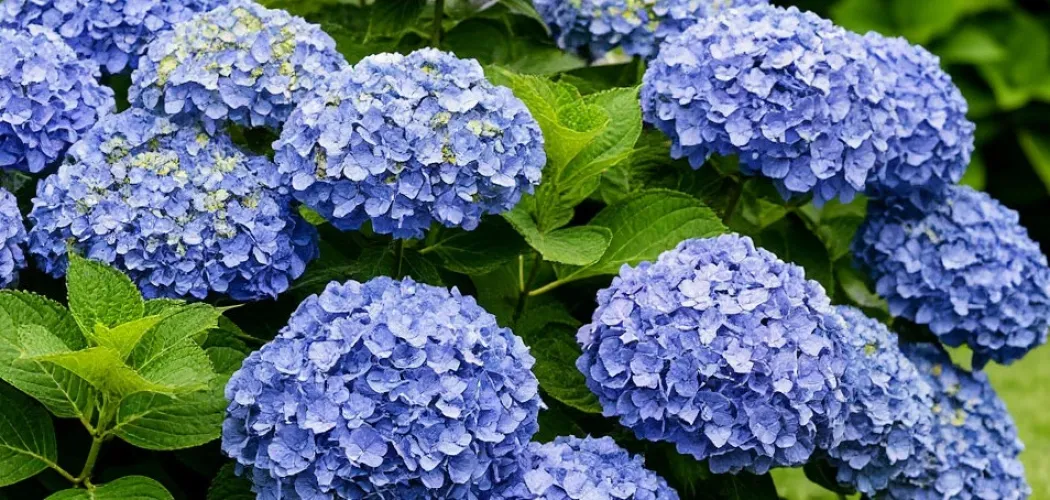 Гортензия: посадка, уход и секреты пышного цветения 🌸🌿