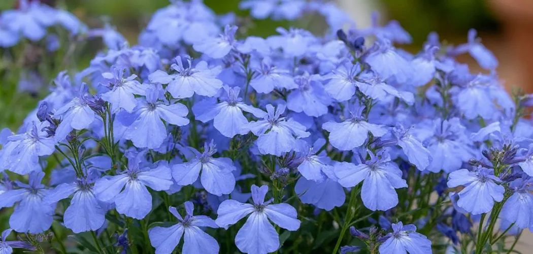 Лобелия: нежное облако синих цветов для сада и балкона 🌿💙