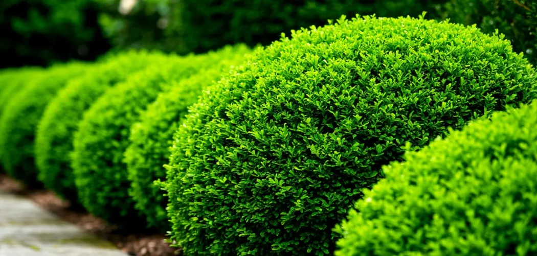 Самшит: вечнозеленый аристократ сада ✂️🌿