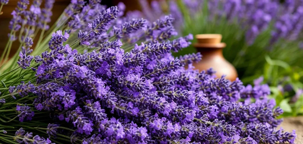Лаванда: ароматное украшение сада и природный лекарь 🌿💜