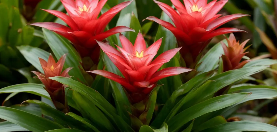 Гузмания: тропическая красавица в вашем доме 🌺🌿