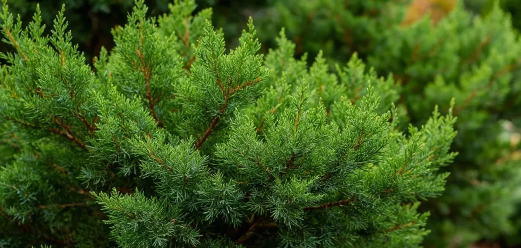Можжевельник: хвойное украшение вашего сада 🌲✨