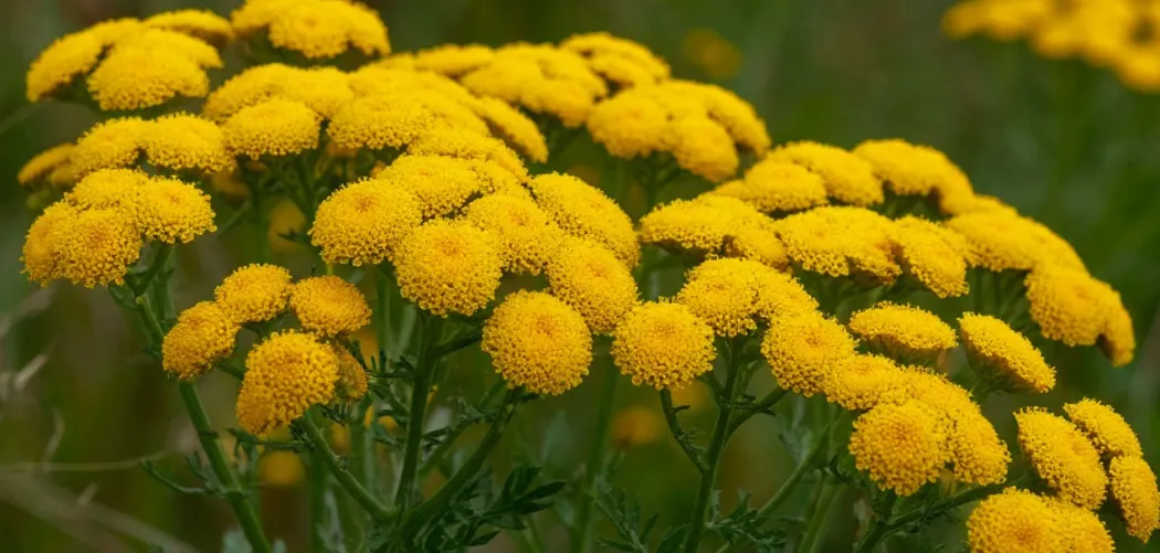 Пижма обыкновенная: золотистый лекарь луговых просторов 🌼🌿