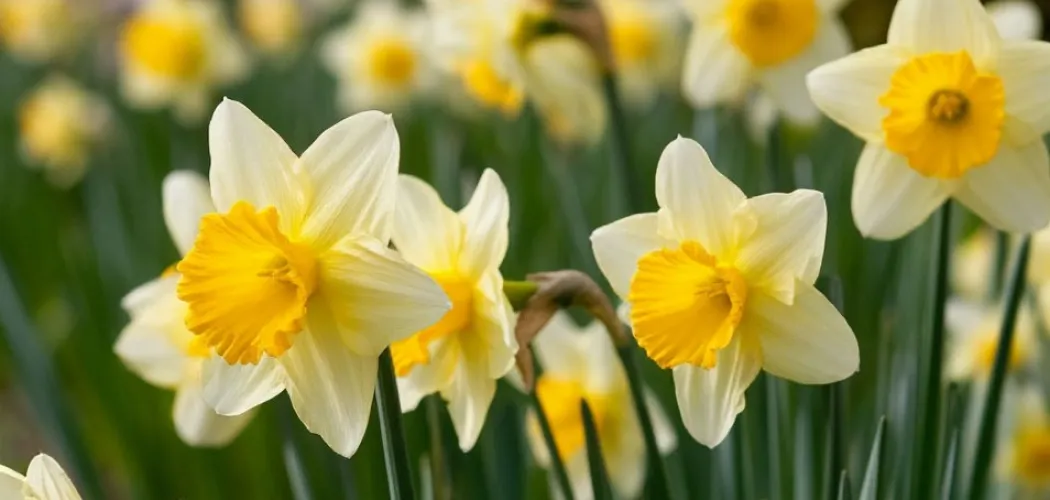 Нарциссы: весенние солнышки в вашем саду 🌼🌱