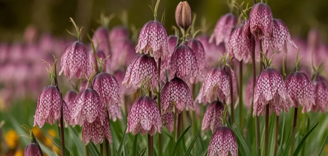 Рябчики (Fritillaria): царские короны весеннего сада 👑🌷