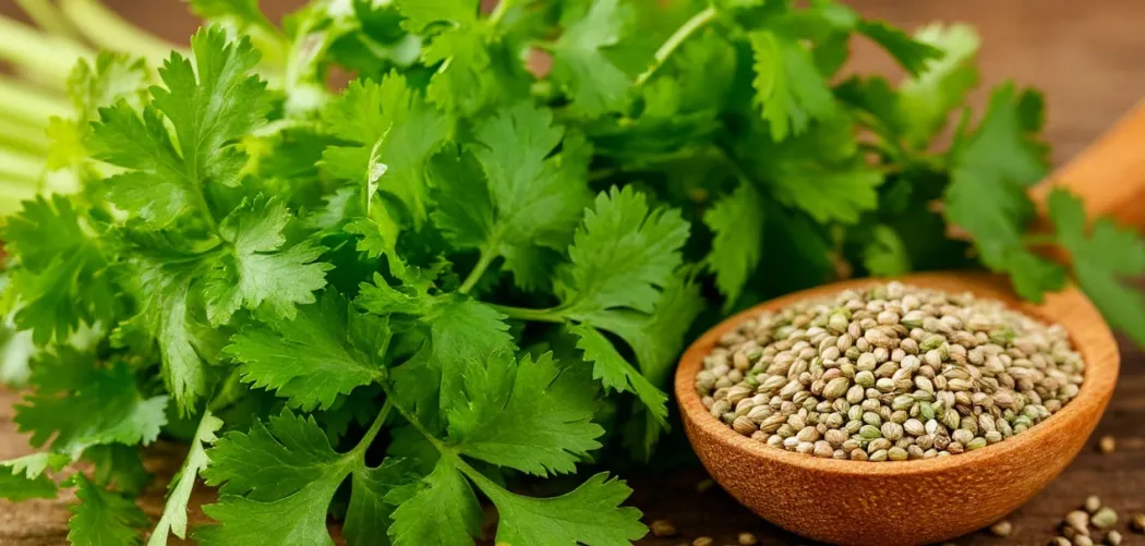 Кинза (кориандр): ароматная зелень и пряные семена 🌿