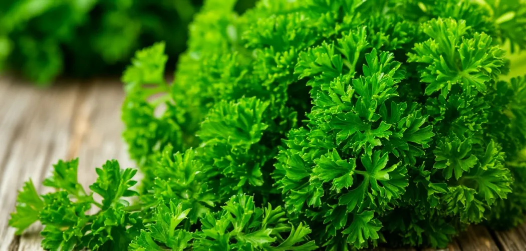 Петрушка: выращивание, польза и секреты пышной зелени 🌿