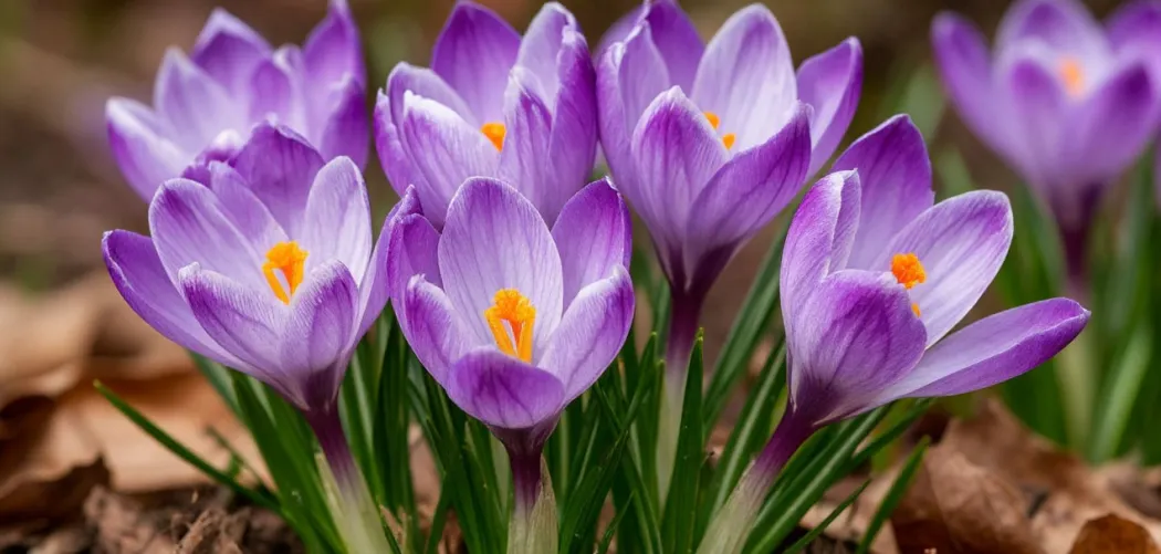 Крокусы: первые вестники весны 🌷