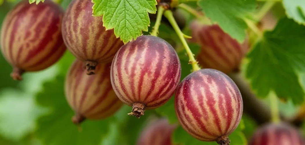 Полный гид по уходу за крыжовником: от посадки до сбора урожая 🍇