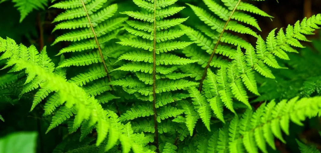 Папоротник: выращивание, уход и интересные факты 🌿Папоротник: выращивание, уход и интересные факты 🌿