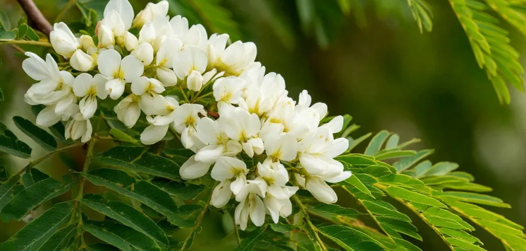 Акация: посадка, уход и полезные свойства 🌿🌸