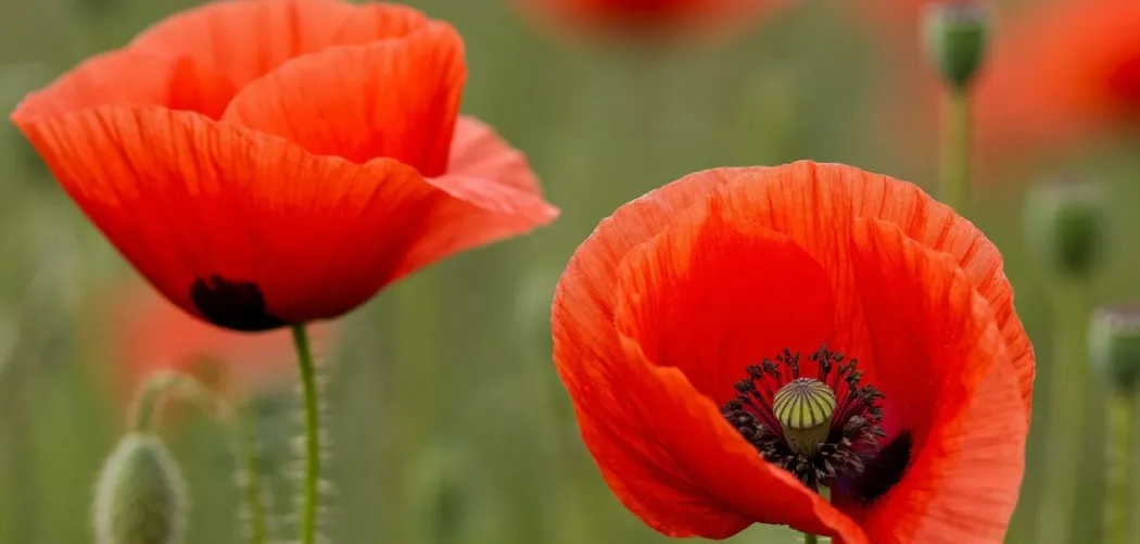 Мак полевой (Papaver rhoeas): алый символ лета 🌺
