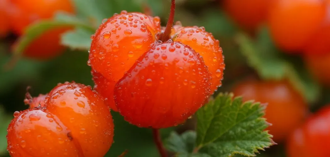 Морошка: золотая ягода Севера и её полезные свойства ❄️🍊