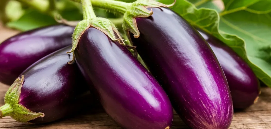 Болезни баклажанов: описание, лечение и профилактика 🍆🌱