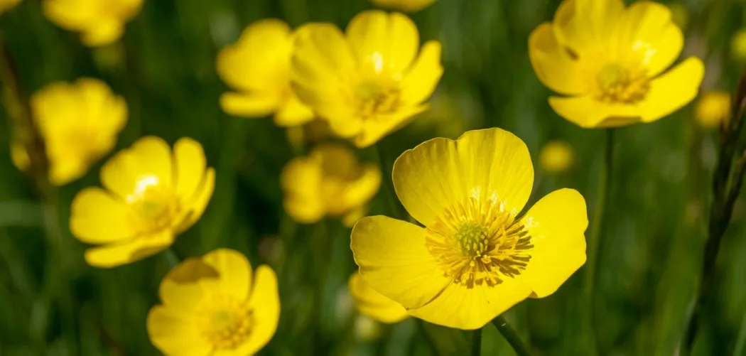 🌼 ЛЮТИКИ – «ЯРКИЕ ОБМАНЩИКИ» ЛУГОВ И САДОВ