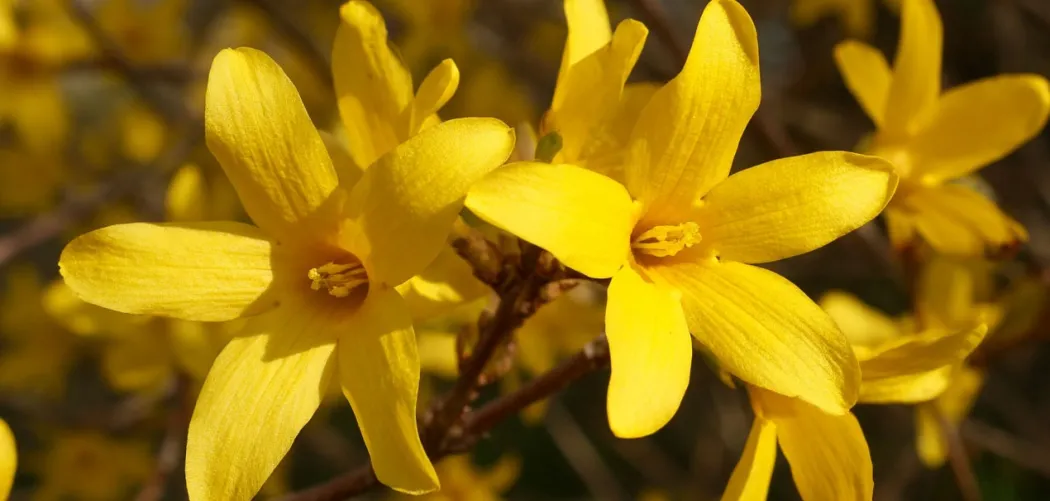 🌼 ФОРЗИЦИЯ – ЗОЛОТОЙ СИМВОЛ ВЕСНЫ