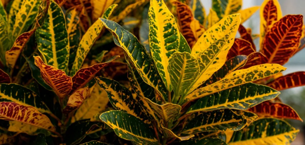 Кодиеум (Кротон): выращивание и уход за ярким красавцем 🍁🌿