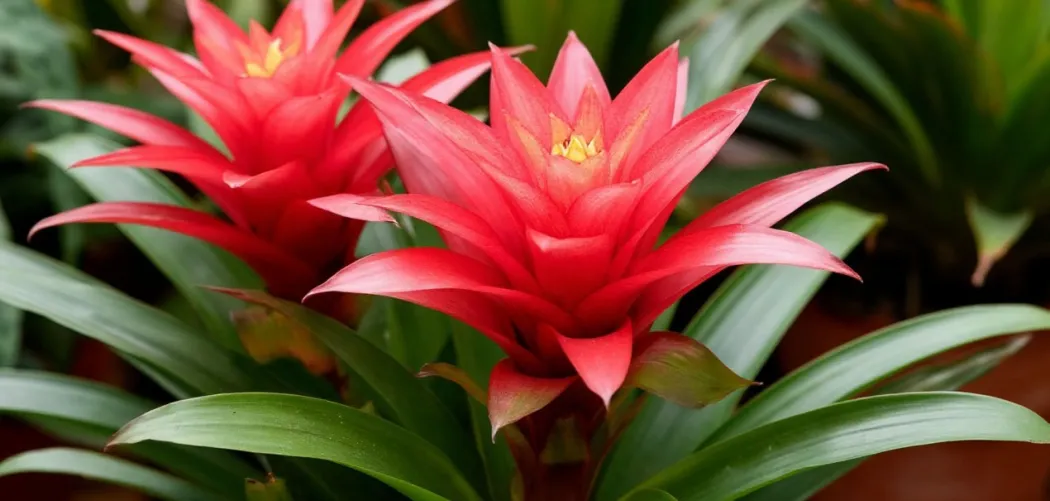 Гузмания: уход за тропической красавицей в домашних условиях 🌺🌿
