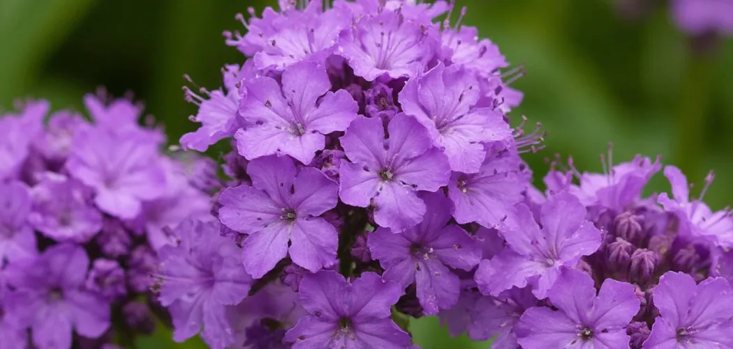 Хохлатка (Corydalis): нежные весенние свечки леса 💜🌿