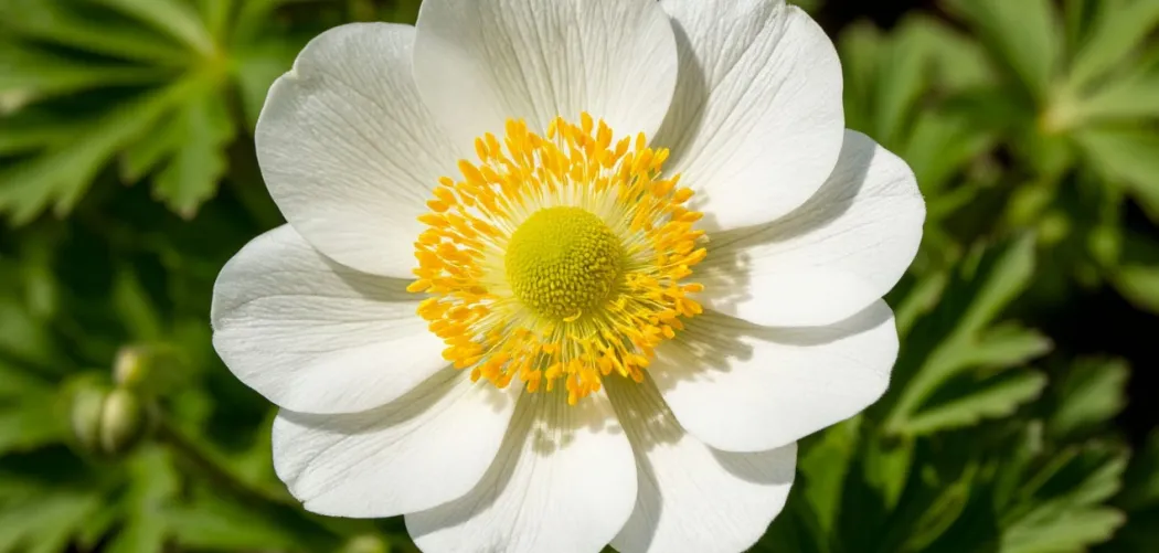 Ветреница (Anemone): нежная пляска весеннего леса 🌸🍃