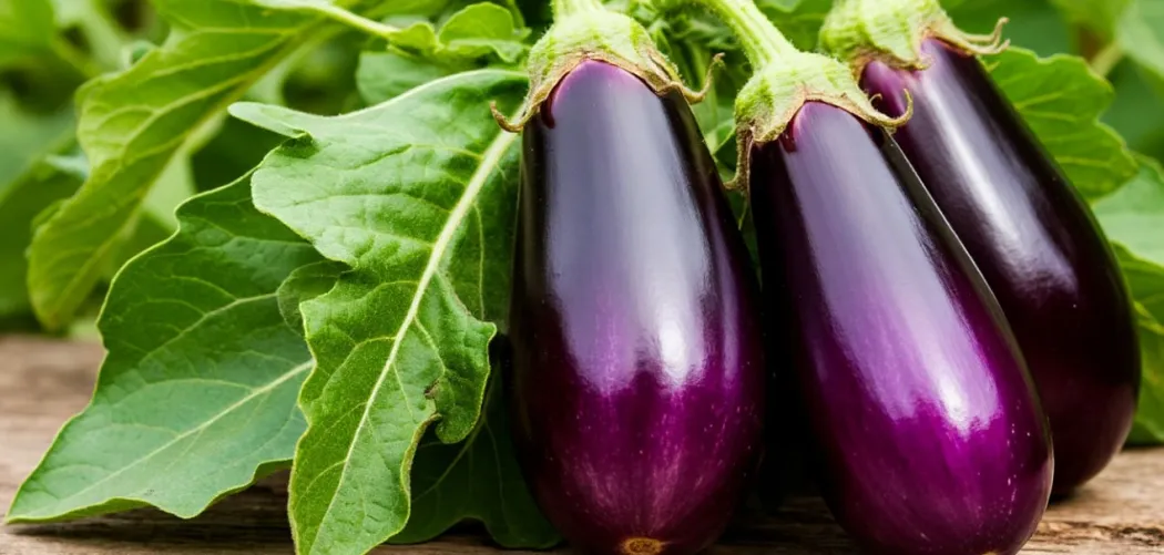 Болезни и обработки баклажанов: полный гид по защите урожая 🍆🛡️