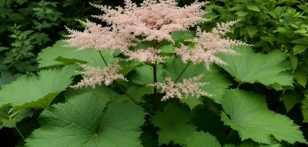 Астильбоидес пластинчатый (Astilboides tabularis) — королева теневого сада 🌿🛡️