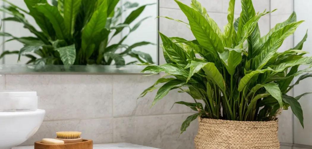 Лучшие комнатные растения для ванной комнаты 🛁🌿