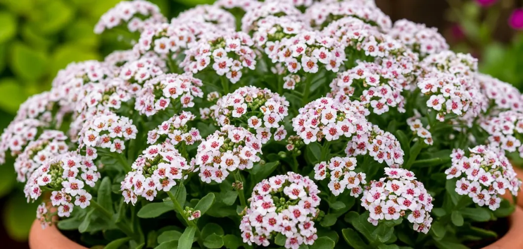 Алиссум: выращивание из семян, уход и секреты пышного цветения 🌼