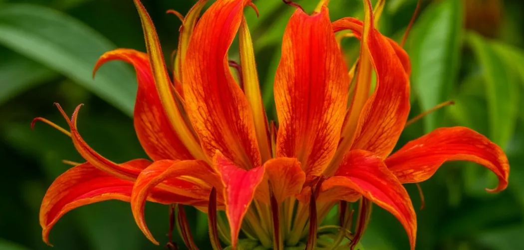 Глориоза (Gloriosa): посадка, уход и секреты выращивания «пламенной лилии» 🌺🔥