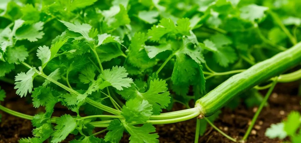 Почему кинза (кориандр) уходит в стрелку и как это остановить 🌿🔥