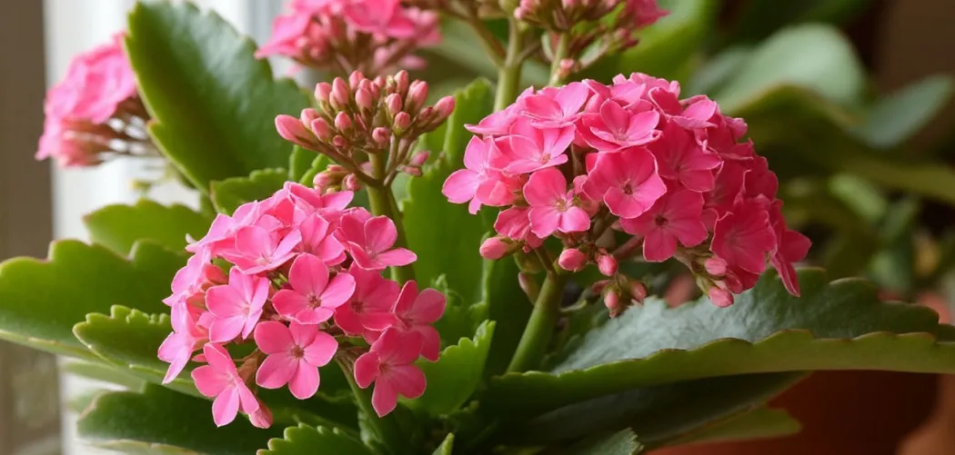 🌱 Размножение каланхоэ в домашних условиях