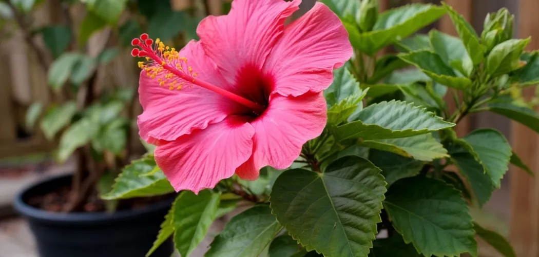 🌺 Пересадка гибискуса после покупки