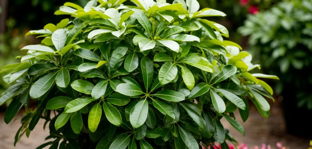 🌿 Уход за шеффлерой (Schefflera) в домашних условиях