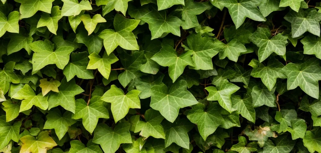 🌿 Совместимость плюща с другими растениями