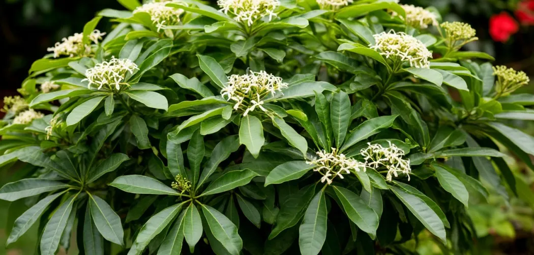 🌱 Какой грунт лучше для шеффлеры
