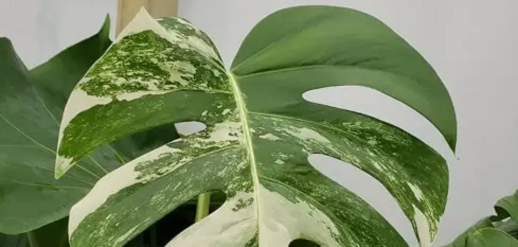 🌱 Основные виды и сорта монстеры