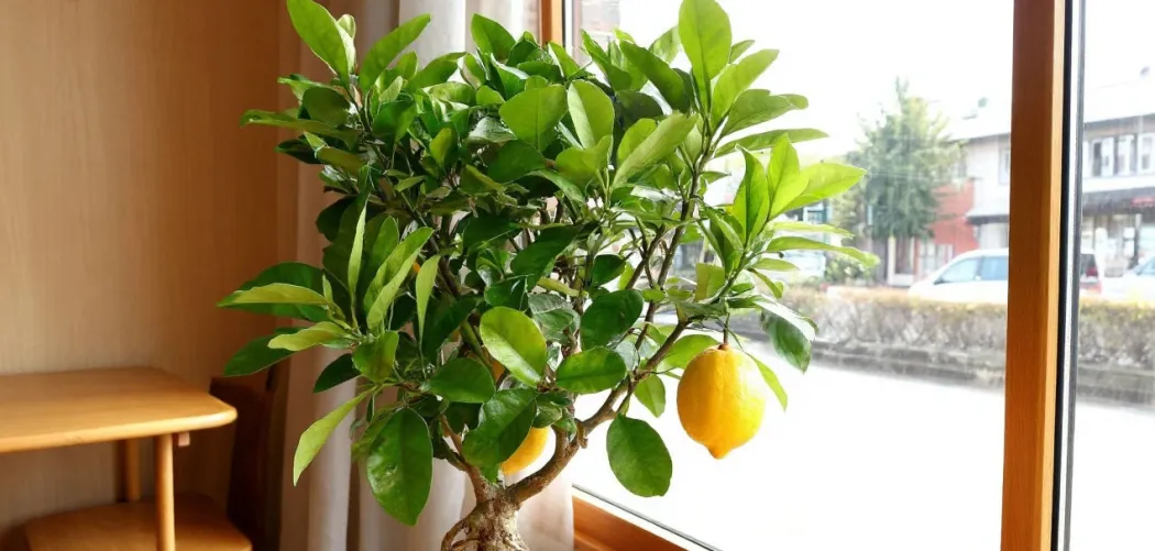 🌿 Уход за лимоном в домашних условиях