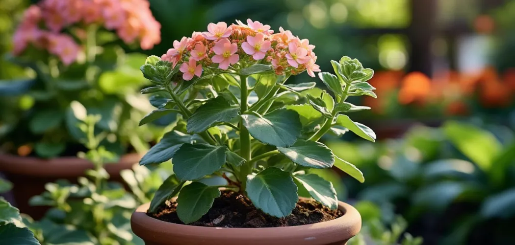 🌿 Цветение Каланхоэ: как добиться и продлить