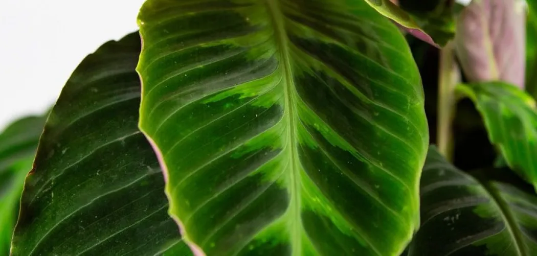 🌿 Почему у Калатеи желтеют листья: полный гид
