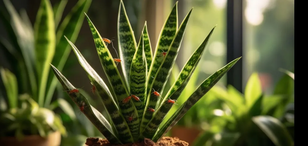 Вредители Сансевиерии и как с ними бороться 🌿🐛