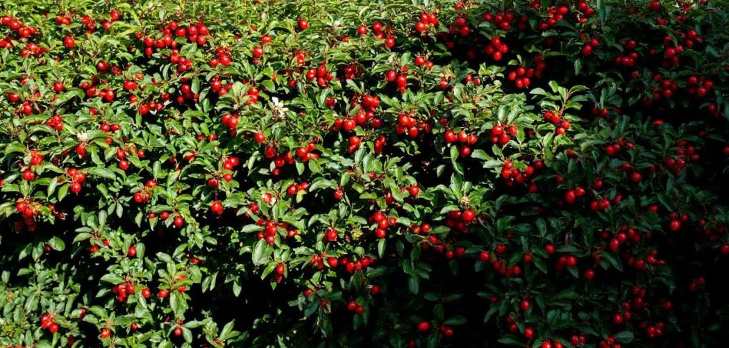 🌱 Как прорастить семена кизильника: полное руководство