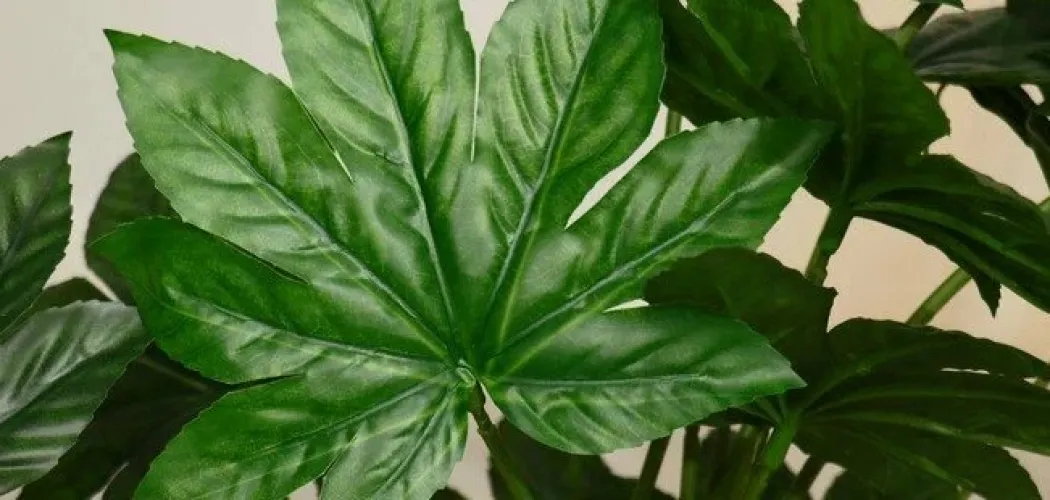 🌱 Пересадка шеффлеры: пошаговая инструкция 
