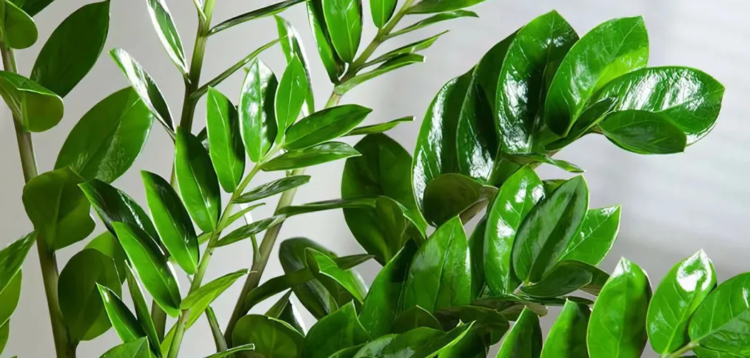 🌿 Пересадка Замиокулькас после покупки: пошаговое руководство 